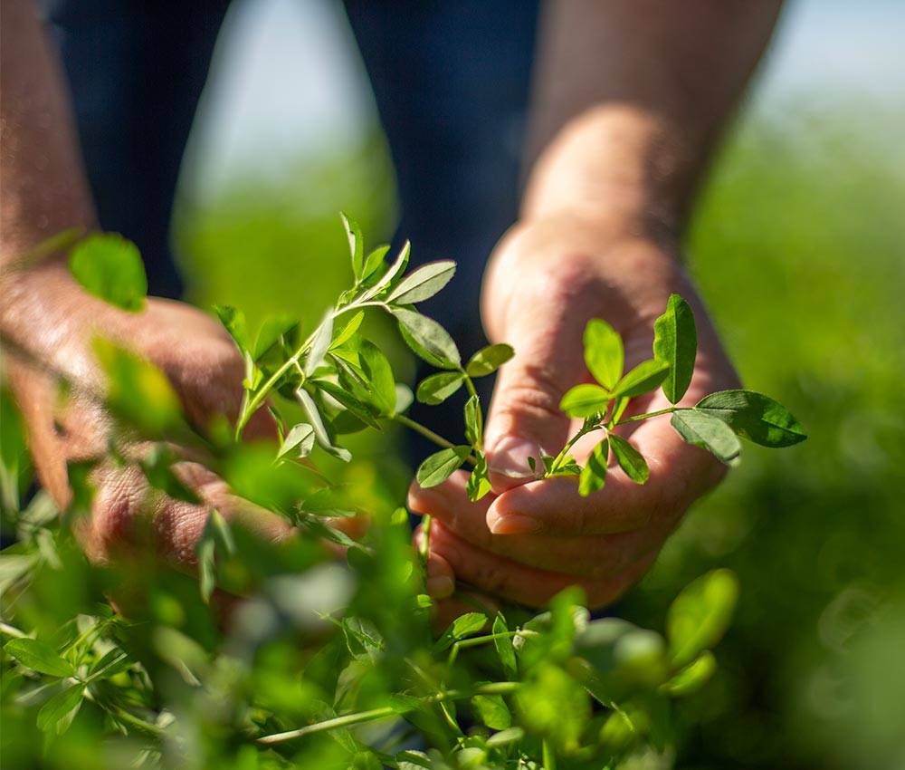 Person handling Alfalfa plant